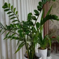 گل زامفولیا