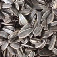 تخمه آفتاب گردان