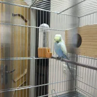 مرغ عشق همراه قفس|پرنده|لنجان, |دیوار