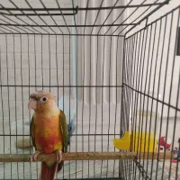 جوجه گرینچیک اکستریم رد