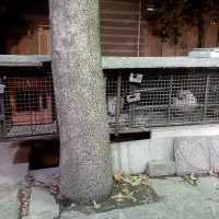 قفس پرنده|لوازم جانبی حیوانات|ایلام, |دیوار