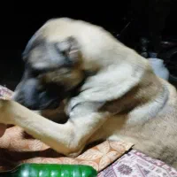 سگ سراب اصل|سگ|بم, |دیوار