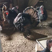 20 عدد بوقلمون نروماده نژاد دار سنگین کرچ همه باهم