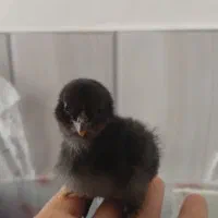 جوجه ی مرغ|حیوانات مزرعه|شیراز, پانصد دستگاه ارتش|دیوار