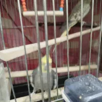 عروس هلندی مولد|پرنده|پاکدشت, پاکدشت (مامازند)|دیوار