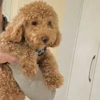 پودل خالص معاوضه با ژرمن