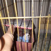 جفت مولد و بالغ