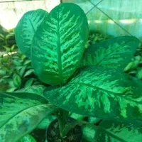 دیفن باخیا ۳.۵ تنه‌دار عمده