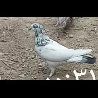 کبوتر گمشده،۲ میلیون مژدگانی، در ملارد ویلای شمالی