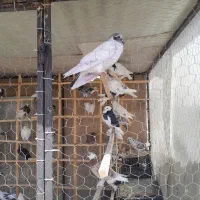 کبوتر باخت رفته