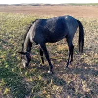 کره اسب کورد نریان|اسب و تجهیزات اسب‌سواری|زنجان, |دیوار