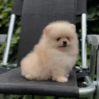 توله پامرانین فیک نیست تصویر خودش تعداد محدود|سگ|مشهد, وکیل‌آباد|دیوار