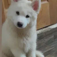 هاسگی سامویید