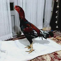 خروس لاری اصیل