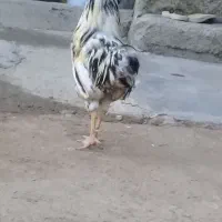 خروس گلین پنگوئنی اصل