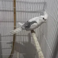 دوکت البینیو مهر|پرنده|شاهرود, |دیوار