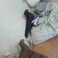 تعدادی کبوتر|پرنده|فولادشهر, مسکن مهر فولادشهر|دیوار