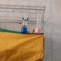 قناری سر حال و سالم