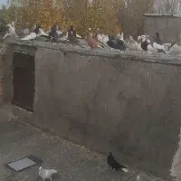 کفتر|پرنده|تاکستان, |دیوار