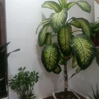 گل دیفن باخیا