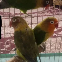 طوطی برزیلی (کوتوله)