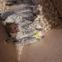 6 طوطی و چهار بچه طوطی