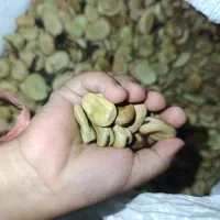 باقلا خوراکی و بذری