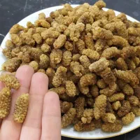 توت خشک تمیز