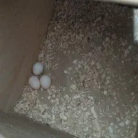 یک جفت عروس هلندی همراه جوجه و تخم|پرنده|نجف‌آباد, دانش|دیوار