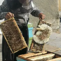 عسل صددرصدطبیعی