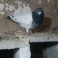 کفتر|پرنده|رزن, |دیوار