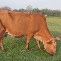 گاووگوساله لیشه چالوسی شکمدار۸ماه