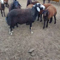 بره نر افشار|حیوانات مزرعه|هشتگرد, هشتگرد قدیم|دیوار