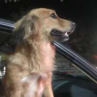 سگ گمشده
