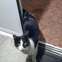 واگذاری گربه رایگان