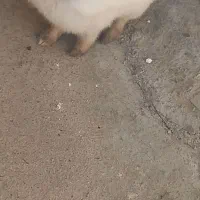 فروش خرگوش زبرو زرنگ بالغ نر