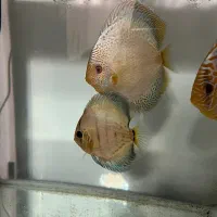 ماهی دیسکس سالم و نژاد دار|ماهی|تهران, باغ فیض|دیوار