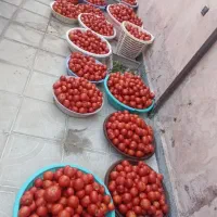 آبگیری سیار گوجه فرنگی  با دستگاه بروز و مدرن|خوردنی و آشامیدنی|تبریز, |دیوار