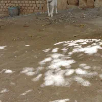سگ پاپی ماده