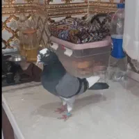 گوی آلا نر|حیوانات|اردبیل, |دیوار