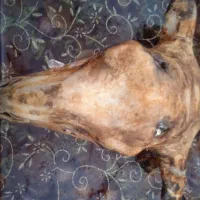 کله پاچه