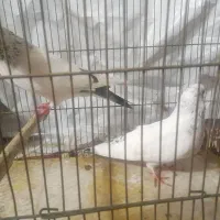 یک جفت کبوتر با جوجه|پرنده|رشت, پاره بیجار|دیوار