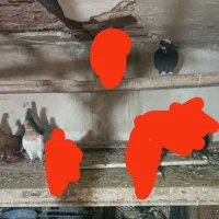 کبوتر یکجا 6 عدد|پرنده|تبریز, |دیوار