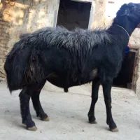 فروش قوچ سیاه اصیل|حیوانات مزرعه|صوفیان, |دیوار