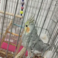 عروس هلندی|پرنده|کرج, حسن آباد|دیوار