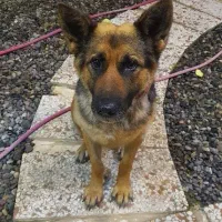 سگ ژرمن