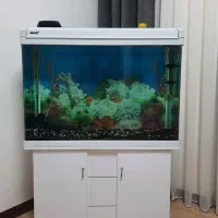 اکواریوم شرکتی