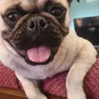 پاگ تربیت شده|سگ|پردیس, فاز ۳|دیوار