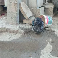 خروس نازار|حیوانات مزرعه|حسین آباد, |دیوار