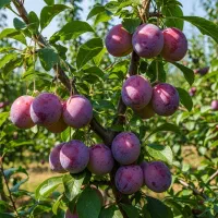 فروش نهال آلوشابلون کالیفرنیا درتاکستان ارسال فوری
